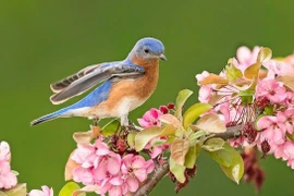 Nhà có 3 con giáp này mỗi ngày một niềm vui, rắc rối lùi xa