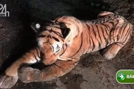 6 cảnh sát Scotland đối đầu hổ dữ 45 phút và phát hiện gây sốc