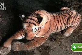 6 cảnh sát Scotland đối đầu hổ dữ 45 phút và phát hiện gây sốc