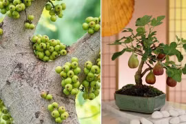  4 tuổi này trồng cây sung là tốt nhất để hút tài lộc