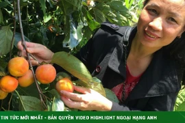 Khởi nghiệp với hồng treo gió, người phụ nữ thu về trên 400 triệu /vụ 