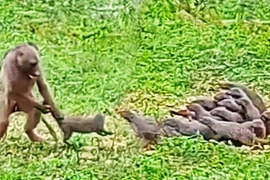  Cầy mangut chống trả quyết liệt trước sự tấn công của khỉ đầu chó