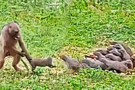  Cầy mangut chống trả quyết liệt trước sự tấn công của khỉ đầu chó