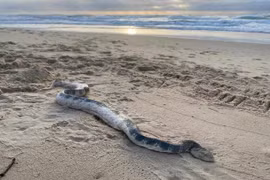 Đang đi dạo bờ biển, hãi hùng phát hiện loài kịch độc