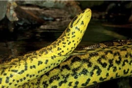 6 sinh vật đáng sợ nhất trong rừng nhiệt đới Amazon 