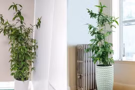 Người mệnh Mộc nên trồng cây trúc nhật để thu hút tài khí