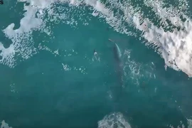 Cảnh tượng hiếm gặp: Cá voi khổng lồ chơi đùa cùng bầy cá heo