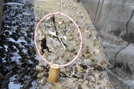  Đến Cần Thơ xem xiếc ếch mới lạ, hấp dẫn