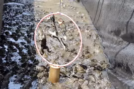  Đến Cần Thơ xem xiếc ếch mới lạ, hấp dẫn