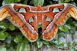 Loài bướm lớn nhất thế giới được xếp vào Sách Đỏ Việt Nam