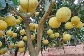 Bưởi Phúc Trạch- “Đệ nhất danh quả” giúp nông dân kiếm 590 tỷ đồng