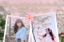 Chiêm ngưỡng những cung đường hoa kèn hồng nở rực rỡ ở TP HCM