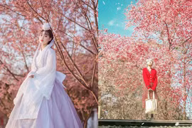  Những địa điểm "sống ảo" với hoa anh đào cuối tháng 1 đầu tháng 2