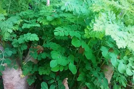 Những đối tượng tuyệt đối không nên ăn "thần dược" rau chùm ngây 