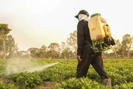 Sử dụng thuốc BVTV an toàn hướng đến thực phẩm bền vững