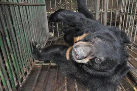 Bé 5 tuổi bị gấu cắn lìa tay ở Phú Thọ