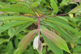 Dược liệu quý trị bệnh tim mạch, xơ vữa động mạch