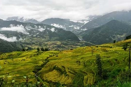 Tuyệt đẹp cảnh sắc hùng vĩ của Y Tý mùa lúa chín