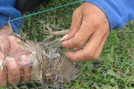 Hàng ngàn chim trời lên bàn nhậu vì... máy cát-sét