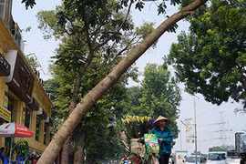 Cây xanh nghiêng 70 độ 'dọa' người đi đường giữa thủ đô