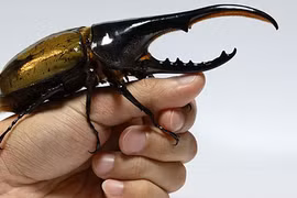 Sinh vật kỳ dị ngọ ngoạy gây xôn xao mạng