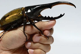 Sinh vật kỳ dị ngọ ngoạy gây xôn xao mạng