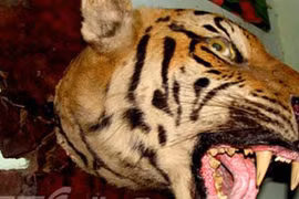 Bí ẩn hổ khổng lồ trong đại ngàn bên hồ thủy điện Sơn La