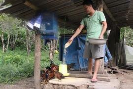 Nuôi 50 con trâu, bò không cần chăn chỉ cho ăn mấy hạt muối