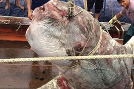 Ngư dân Quỳnh Lưu kể chuyện bắt được cá khủng mùa bão