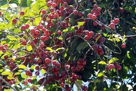 Lạ mắt cây quăng rừng trái chín lúc lỉu nhuộm đỏ cành