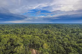 Rừng rậm Amazon có nguy cơ biến mất