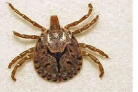 Nguy kịch vì bị ấu trùng ve mò đốt lại tưởng sốt xuất huyết