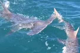 Kinh ngạc: Cá mập búa cướp con mồi của ngư dân