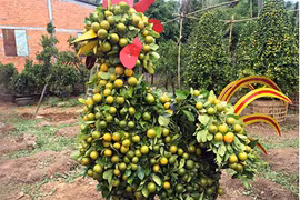 Ngắm quất cảnh hình gà chơi Tết siêu bắt mắt ở miền Tây