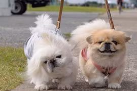 Muốn nuôi chó phải thông báo với UBND xã