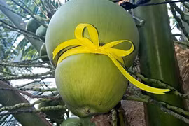 “Phù phép” biến hình hồ lô trong thế giới các loại quả