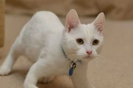 Kỳ lạ mèo xinh di chuyển bằng khuỷu khiến dân mạng phát sốt