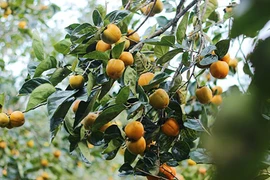 Cận cảnh những vườn hồng Đà Lạt mất mùa thê thảm