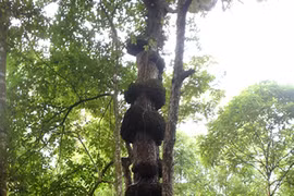 Lạnh người rừng cây quanh đền không ai dám vào ở Hà Giang