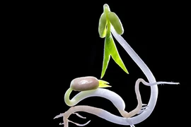 Bức ảnh chụp mầm đậu vào top ảnh đẹp của Việt Nam