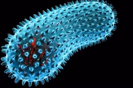 Tìm ra loại vi khuẩn giúp con người trường sinh bất lão?