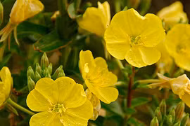 Top 10 loài hoa chỉ nở về đêm đẹp nhất trên thế giới 