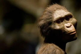 Lucy - tổ tiên loài người chết do ngã cây