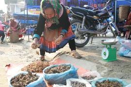 Biệt dược mùa xuân của người H'Mông