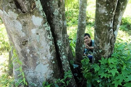 Cây dó bầu “khủng” nhất miền Trung, giá gần nửa tỷ đồng