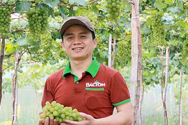 Cách phân biệt rau sạch, rau an toàn và rau hữu cơ