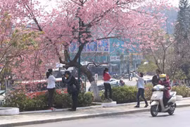 Hoa không nở, Đà Lạt hủy bỏ lễ hội hoa mai Anh Đào