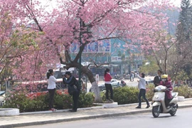 Hoa không nở, Đà Lạt hủy bỏ lễ hội hoa mai Anh Đào
