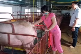 Bí kíp của anh nông dân nuôi lợn qua... điện thoại