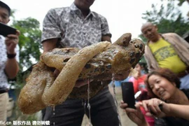 Phát hiện “quái vật” biển sâu nghi nấm linh chi ngàn năm